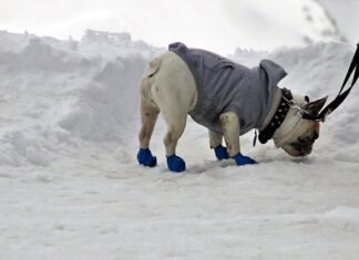 Neopaws - The place for Orthopedic Dog Shoes