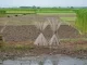 Jute Cultivation